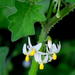 Solanum retroflexum - Photo (c) Gigi Laidler, μερικά δικαιώματα διατηρούνται (CC BY-NC), uploaded by Gigi Laidler