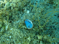 Haliotis tuberculata tuberculata