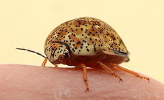 Sphaerocoris testudogrisea