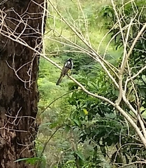 Phylidonyris novaehollandiae