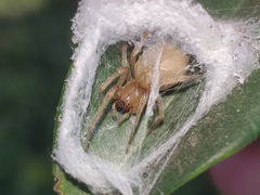 Cheiracanthium mildei