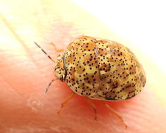 Sphaerocoris testudogrisea