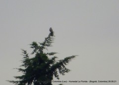 Rupornis magnirostris