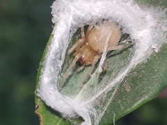 Cheiracanthium mildei