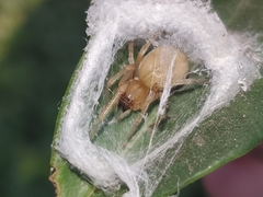 Cheiracanthium mildei