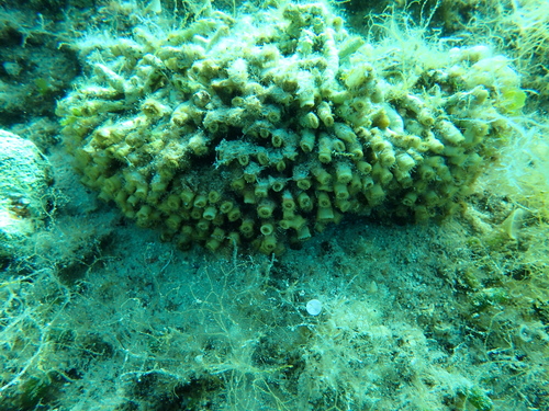 Busenasti koralj (Cladocora caespitosa)