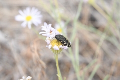 Acmaeodera idahoensis