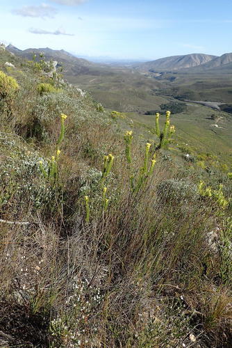 Pteronia camphorata, photograph 1