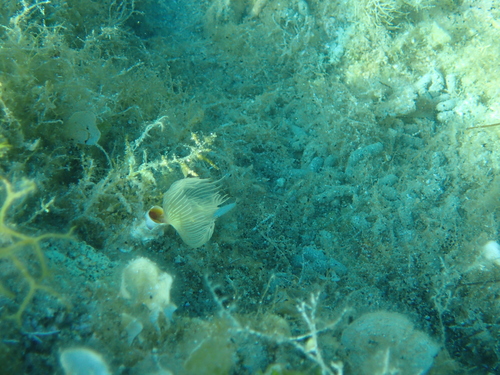 Bijeli cjevaš (Protula tubularia)