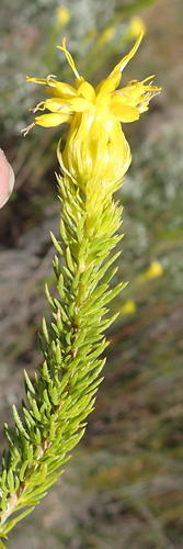 Pteronia camphorata, photograph 2