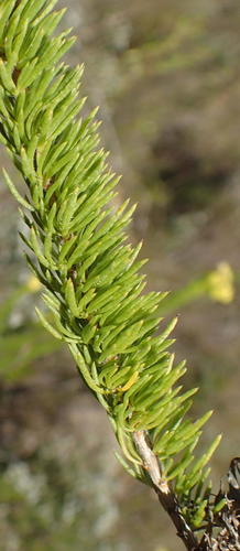 Pteronia camphorata, photograph 3