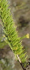 Pteronia camphorata, photograph Nicola van Berkel, CC BY-SA, iNaturalist via GBIF