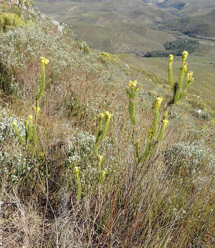 Pteronia camphorata, photograph 4