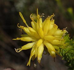 Pteronia camphorata, photograph Nicola van Berkel, CC BY-SA, iNaturalist via GBIF