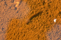 Ambystoma macrodactylum