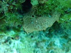 Hemimycale columella