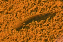 Ambystoma macrodactylum