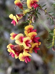 Dillwynia laxiflora