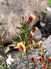 Dillwynia laxiflora
