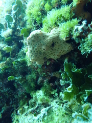 Hemimycale columella