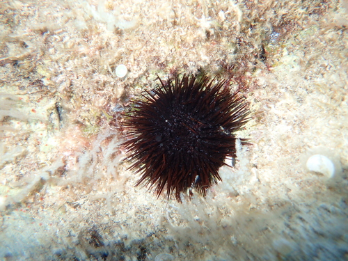 Hridinski ježinac (Paracentrotus lividus)
