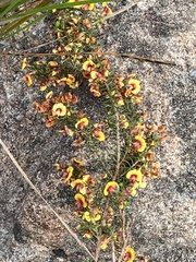 Dillwynia laxiflora