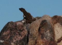 Pseudocordylus microlepidotus microlepidotus