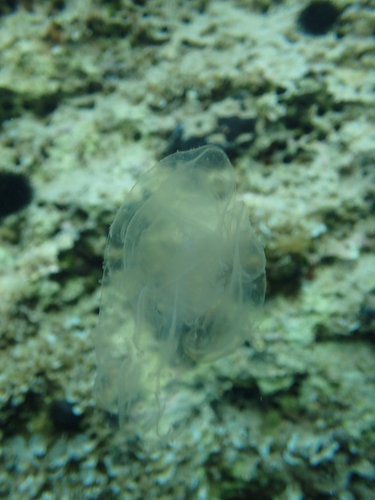 Žarnjaci (Cnidaria)