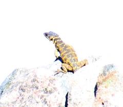 Pseudocordylus microlepidotus microlepidotus