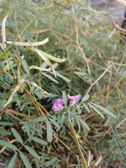 Tephrosia vicioides