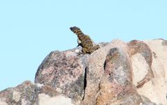 Pseudocordylus microlepidotus microlepidotus