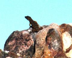 Pseudocordylus microlepidotus microlepidotus