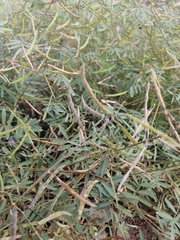Tephrosia vicioides