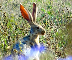 Lepus alleni