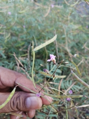 Tephrosia vicioides