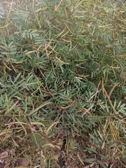 Tephrosia vicioides