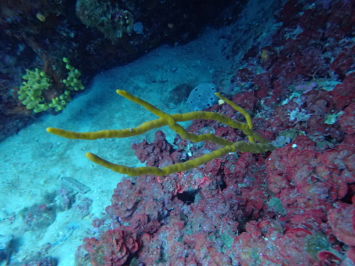 common antlers sponge