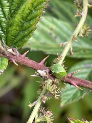 Spissistilus festinus