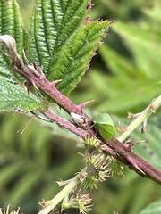 Spissistilus festinus