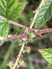 Spissistilus festinus