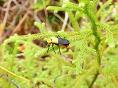 Chauliognathus heros