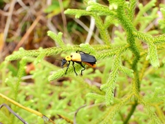 Chauliognathus heros