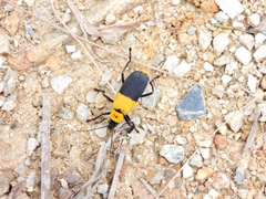 Chauliognathus heros