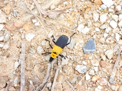 Chauliognathus heros