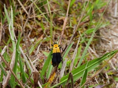 Chauliognathus heros