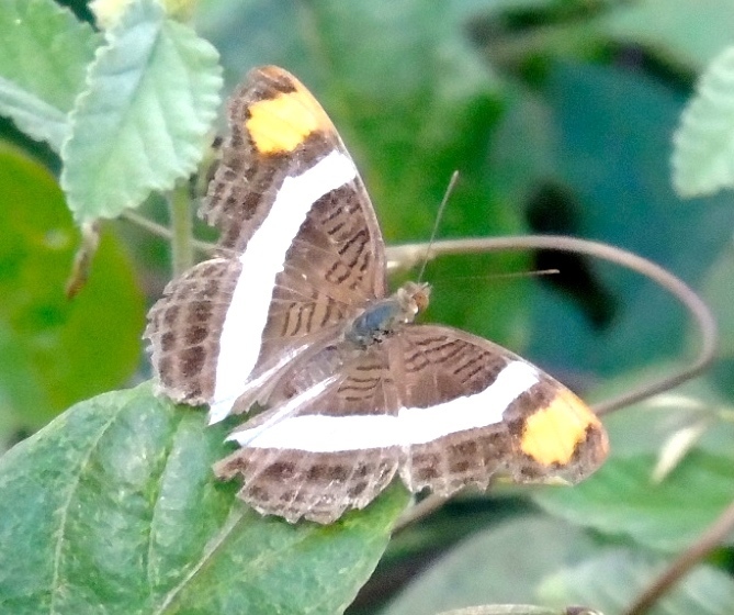 Limenitis fessonia