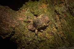 Tychreus sellatus