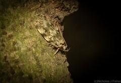 Barea nymphica