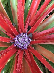 Bromelia humilis