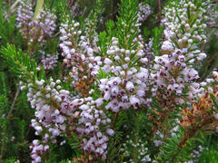 Erica vagans